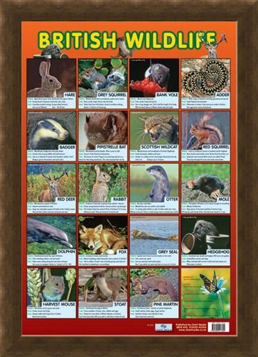 Framed Framed British Wildlife - Native British Animals